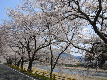 桜とＳＬ　家山編③