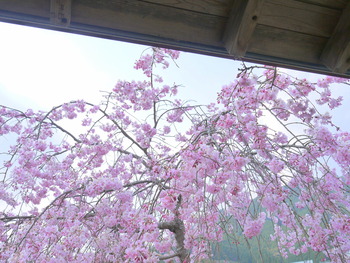 野守の池しだれ桜②