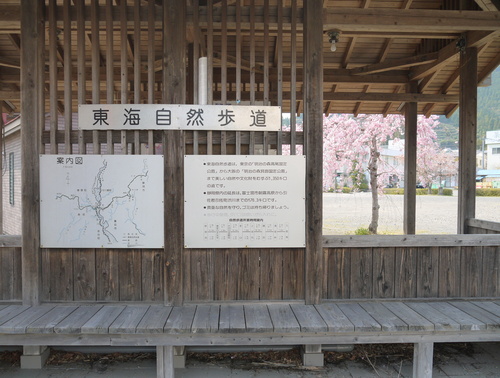 野守の池しだれ桜②