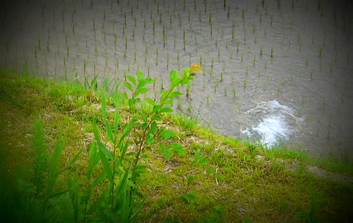 せんがまち
