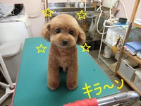 シャネルちゃん＆バルちゃん＆ピースちゃん