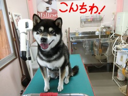 あずきちゃん＆エリザベスちゃん