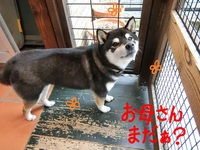 あずきちゃん＆エリザベスちゃん