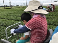 三番茶に現れたカエル 2020/07/24 01:13:55