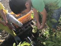 うんとこしょ！どっこいしょ！ 2020/07/05 19:38:00