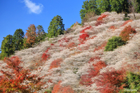 20191201  紅葉ラストは赤・白対決♪   小原四季桜編
