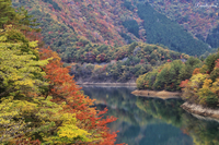 紅葉追っかけドライブ　　11月7・8日編①東仙峡金山湖編