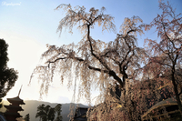 桜姫を探して西へ東へ、南へ北へ♪   ー埼玉・山梨編ー