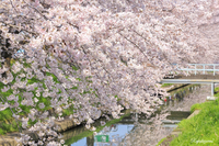 満開の桜姫を探して1/③    ー岐阜県・滋賀県編ー