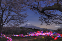 夜桜と昼桜①  ー3月27日編ー