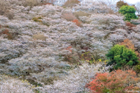 紅葉追っかけドライブ♪ ② 11月22〜23日ー奥矢作・小原四季桜編ー