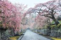 豪雨の中の桜追っかけバカ　ー3月21日編ー