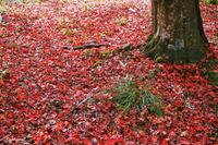 20191124   真っ赤な紅葉絨毯は自然と仲間が集う場所。滋賀編