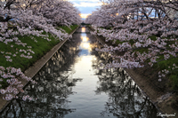 満開の桜姫をさがして 3/③   –岐阜県・滋賀県–