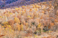 紅葉追っかけドライブ　　10月24・25日編②  ー奥利根照葉峡・嬬恋浅間山ー