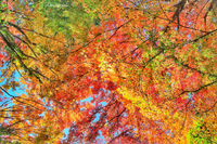 紅葉追っかけドライブ♪  11月22〜23日①    ー愛知香嵐渓と奥三河編ー