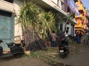 Happy PONGAL