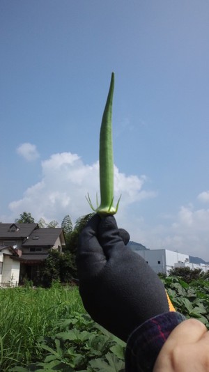 収穫体験！