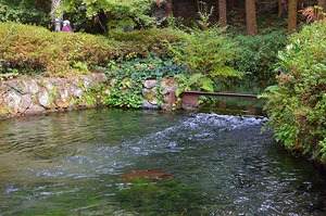名水まんじゅう♪