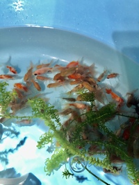 縁日気分！ 2021/07/04 15:56:26