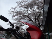この時期 2022/04/01 21:14:51
