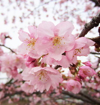 駿府公園に梅と桜が咲いていました(^_^) 2015/02/24 14:03:22