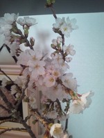 桜♪