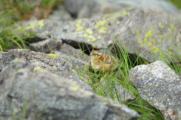 ライチョウだ～　＾＾　穂高岳登山