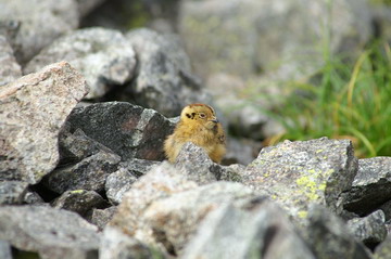 ライチョウだ～　＾＾　穂高岳登山