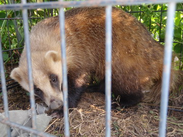 アナグマ捕獲