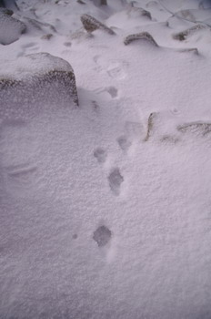 雪上の足跡　木曽駒ケ岳の自然