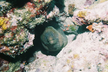 ウツボ　石垣島