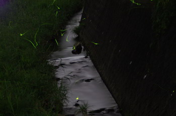 鳥川ホタルの里