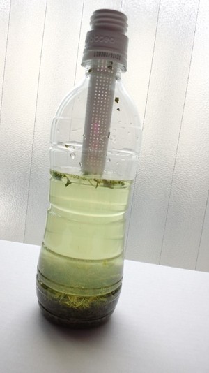 chattea（チャッティー）