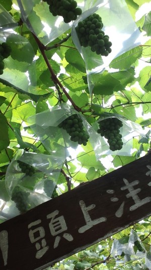 ワイン民宿鈴木園