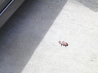 どぉしたらいい？！ 2011/06/13 13:03:08
