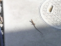 どこから？！ 2011/06/28 11:44:55