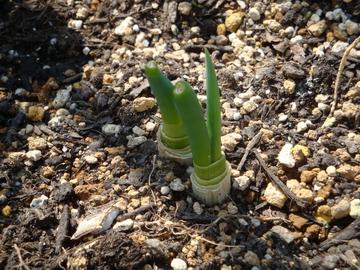 野菜の再生