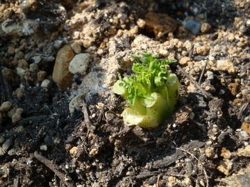 野菜の再生