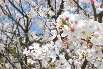 桜の散るころ