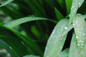 雨！雨♪