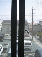 網戸が閉まらん