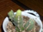 サボテンさま