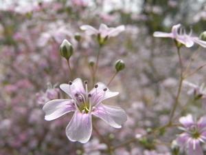 ４月１８日