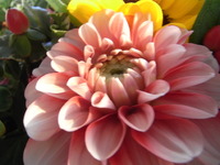 花束をいただきました♪