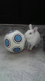 サッカーウサギ♪