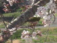桜＆鶯♪！？メジロ！？