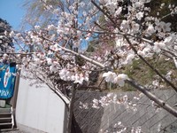 花見♪