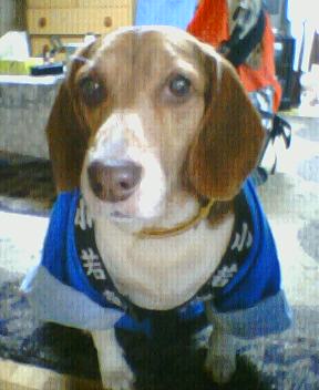 癒し犬♪