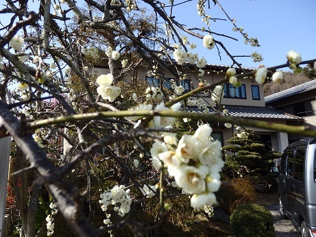 今年も満開